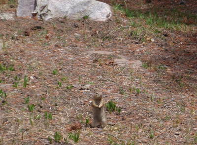 Ground Squirrel.